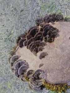 Raphaëlle Peria. Trametes versicolor, 2019. Grattage sur photographie, 40x30cm